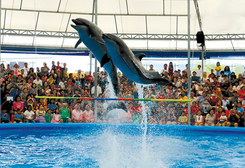 Dolphin-Show